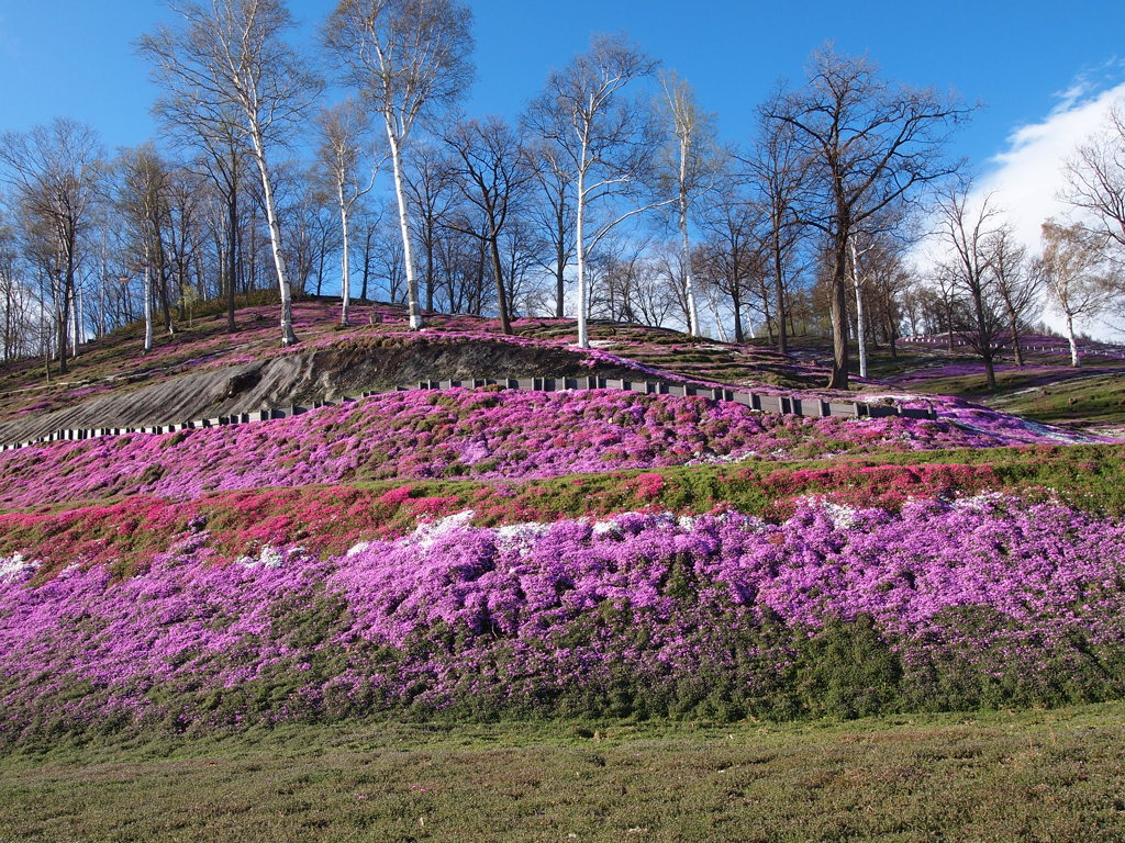 東藻琴　芝桜