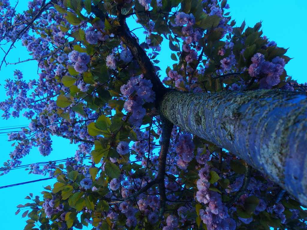 たぶん、桜