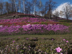 芝桜公園　／　東藻琴