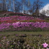芝桜公園　／　東藻琴