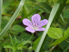 春採湖・・・の花