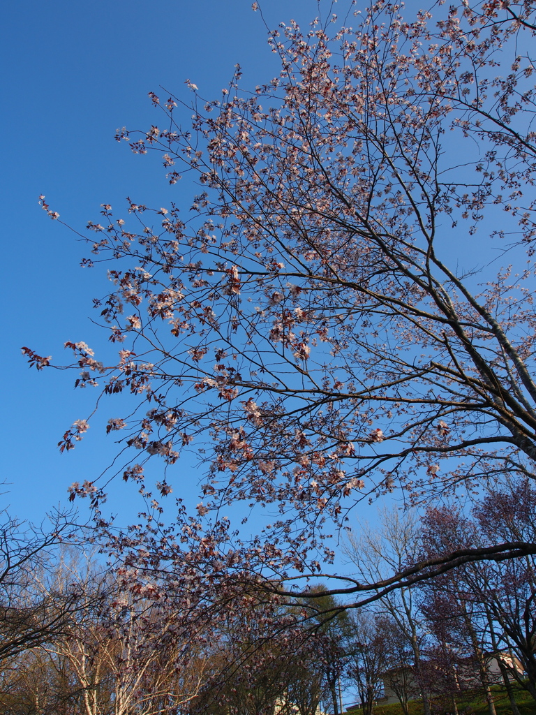 日本最遅開花の桜④