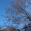 日本最遅開花の桜④