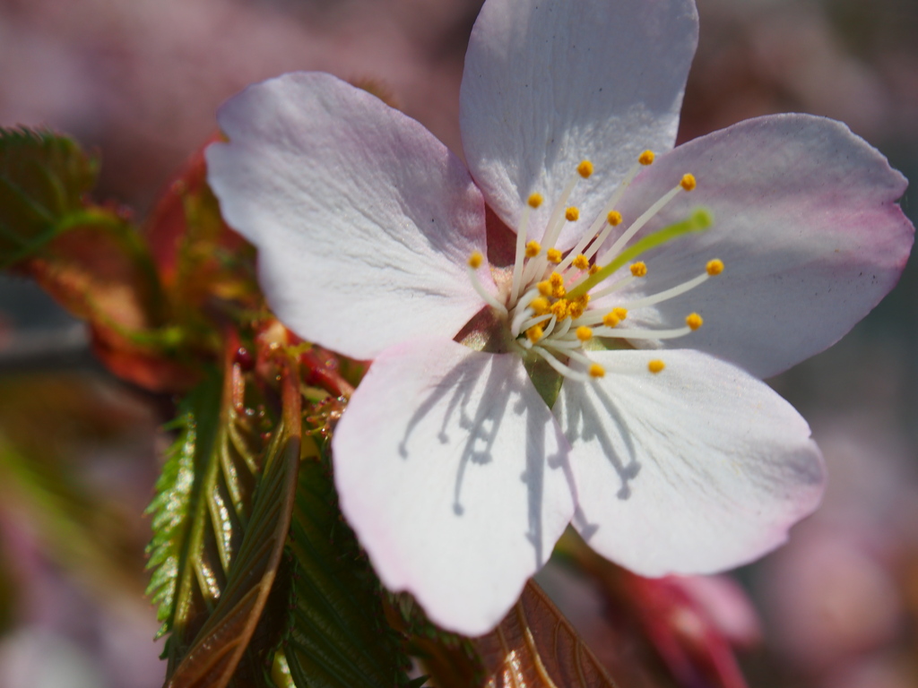 釧路の桜ようやく満開♪　