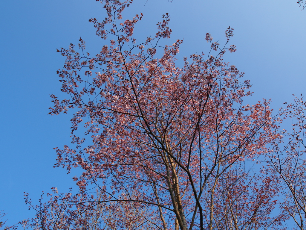 日本最遅開花の桜⑤