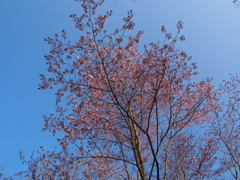 日本最遅開花の桜⑤