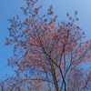 日本最遅開花の桜⑤