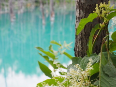 美瑛町　青い池