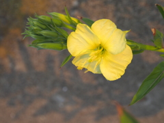 海岸に咲いてた花