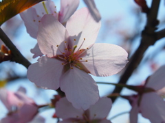 釧路の桜ようやく満開♪　