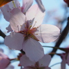 釧路の桜ようやく満開♪　