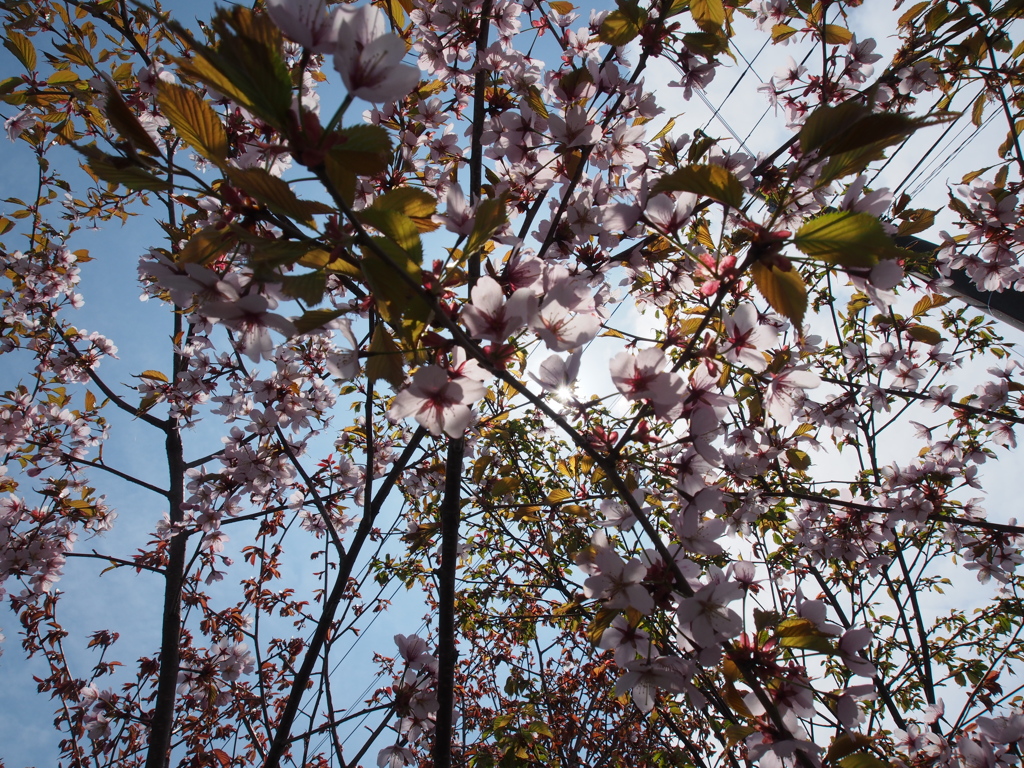 桜　まだ咲いてまーす＾＾