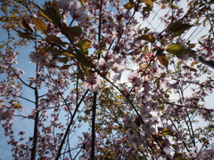 桜　まだ咲いてまーす＾＾
