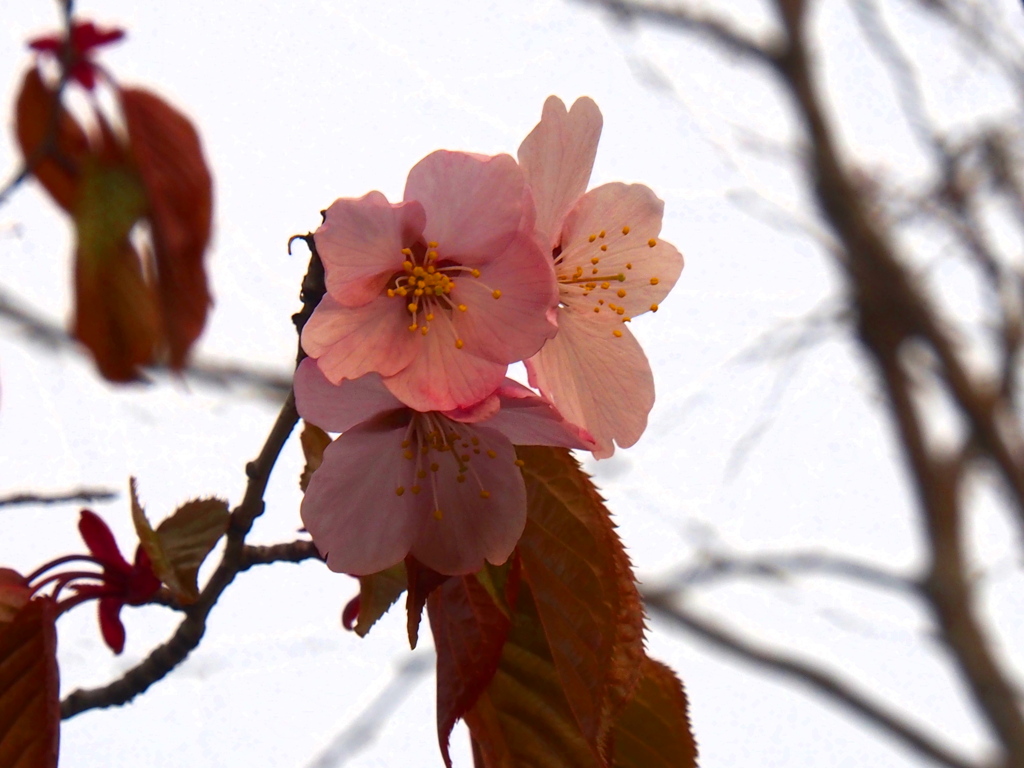 釧路の桜⑥
