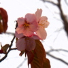 釧路の桜⑥