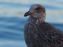 鳥（たぶんカモメ・・・？）