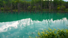 美瑛町　青い池