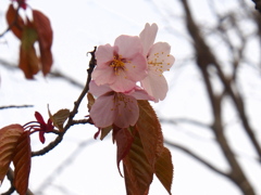 釧路の桜④