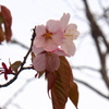 釧路の桜④