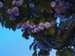 たぶん、桜