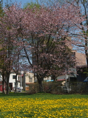釧路の桜ようやく満開♪　