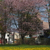 釧路の桜ようやく満開♪　