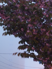 おそらく桜かと＾＾；