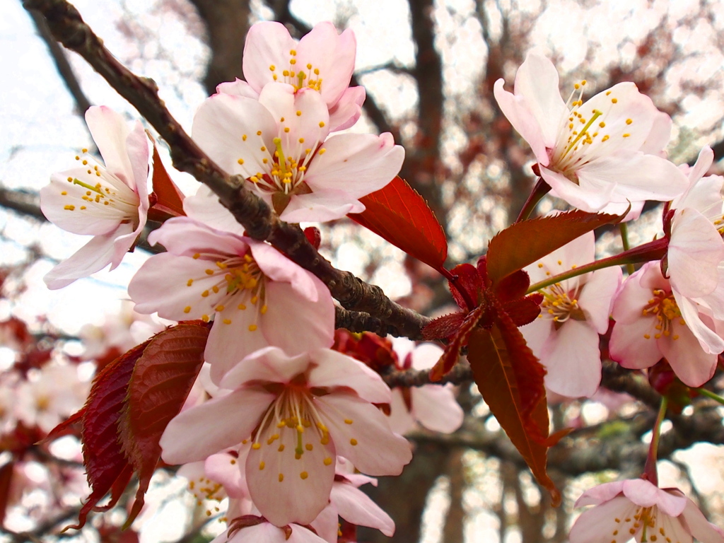 釧路の桜②