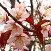 釧路の桜②