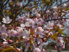 釧路の桜ようやく満開♪　