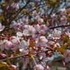 釧路の桜ようやく満開♪　