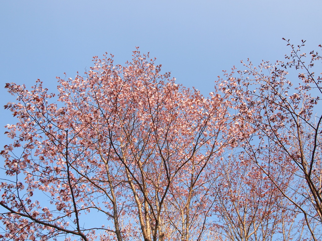 日本最遅開花の桜⑦