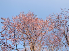 日本最遅開花の桜⑦