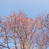 日本最遅開花の桜⑦