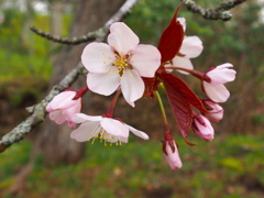 釧路の桜③