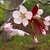 釧路の桜③