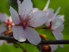 釧路の桜ようやく満開♪　