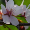 釧路の桜ようやく満開♪　