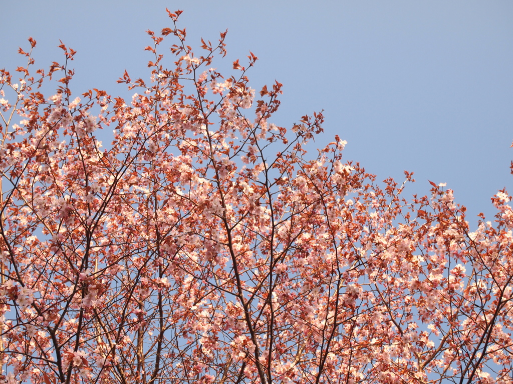 日本最遅開花の桜⑨