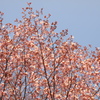 日本最遅開花の桜⑨