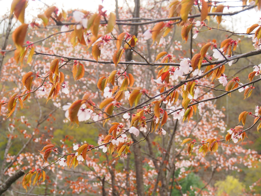 北海道本別町の桜です②＾＾