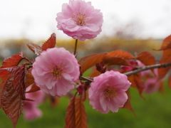 鶴ケ岱公園の桜