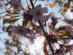 桜　まだ咲いてまーす＾＾