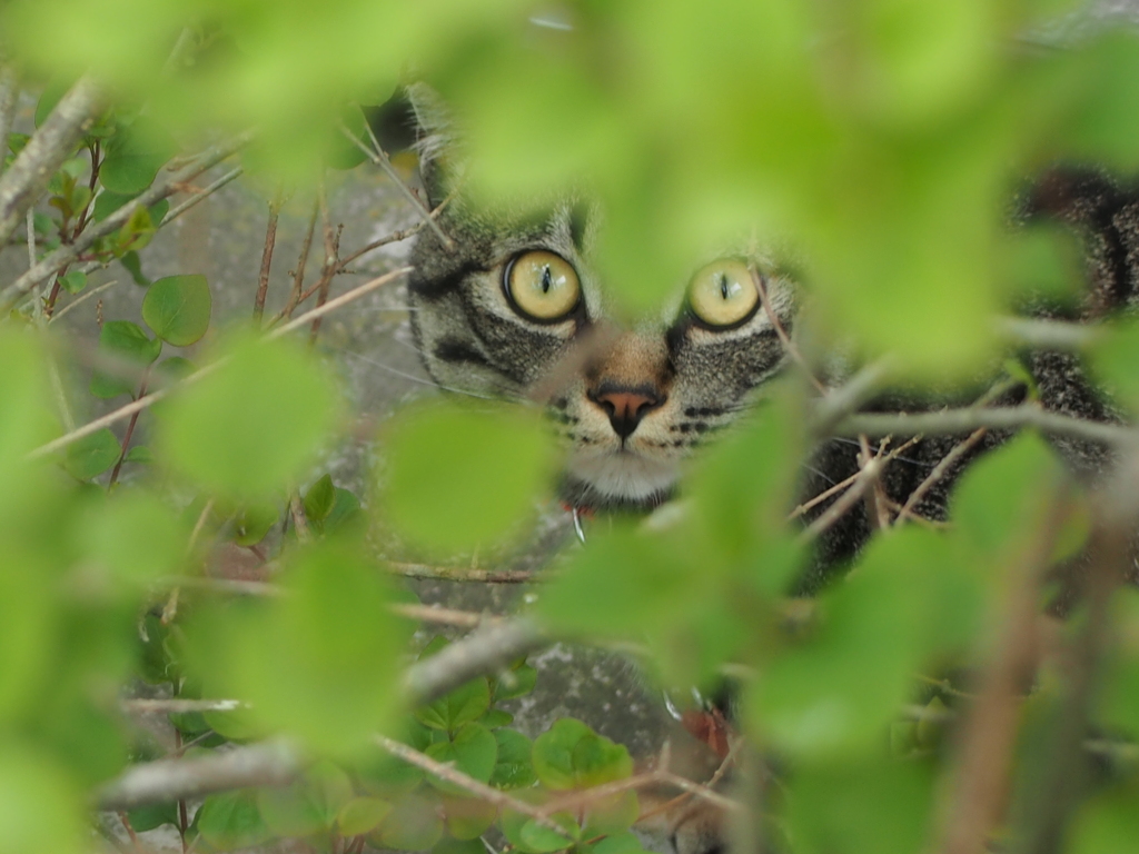 猫と目が合った②