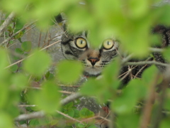 猫と目が合った②