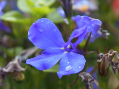 花・・・