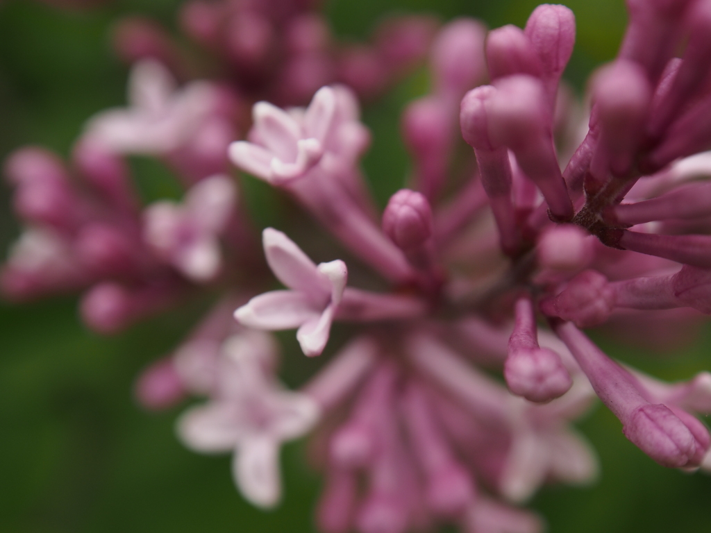 花咲くんだこれ・・・