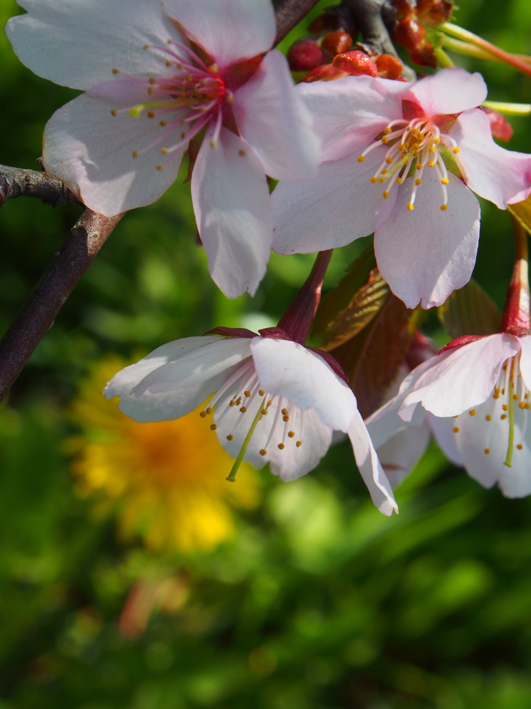 釧路の桜ようやく満開♪　