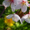 釧路の桜ようやく満開♪　