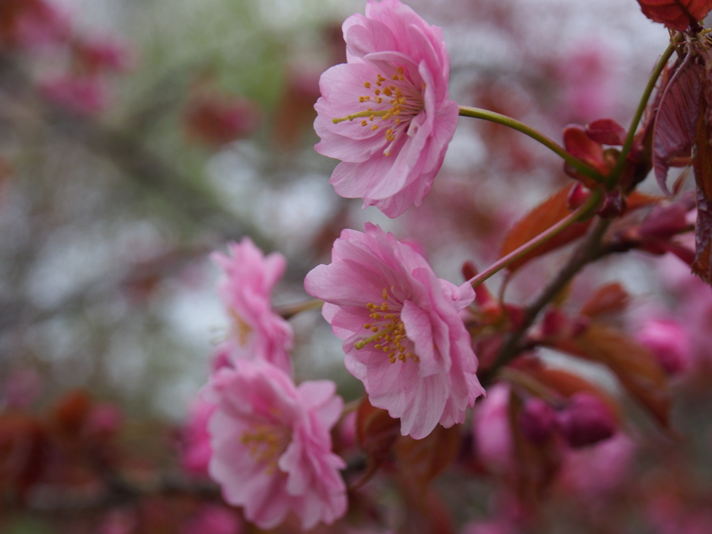 鶴ケ岱公園の桜